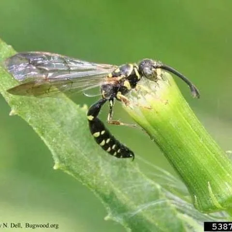 thumbnail for publication: A Tiphiid Wasp Myzinum maculata Fabricius (Insecta: Hymenoptera: Tiphiidae: Myzininae)